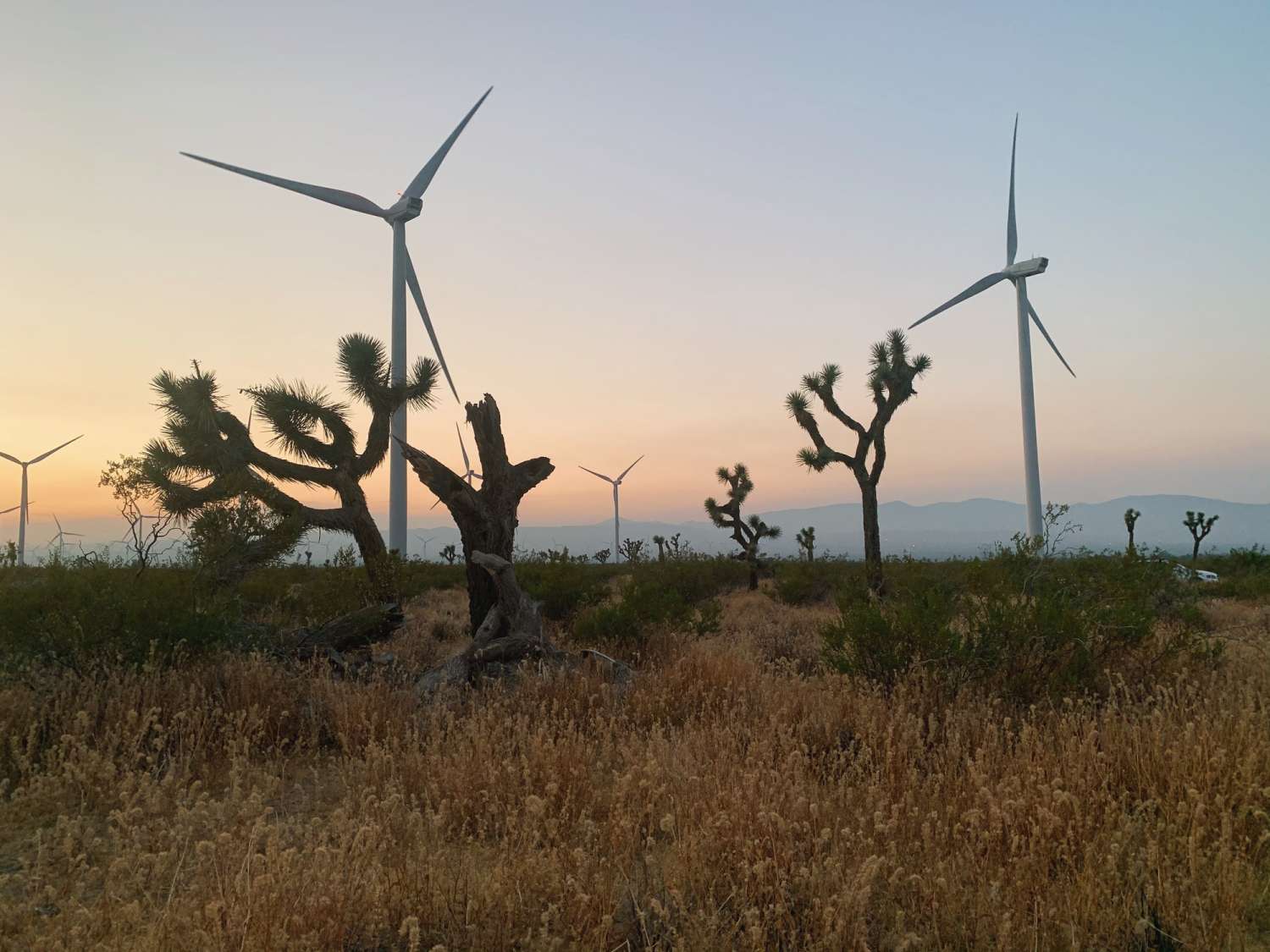 Desert 20