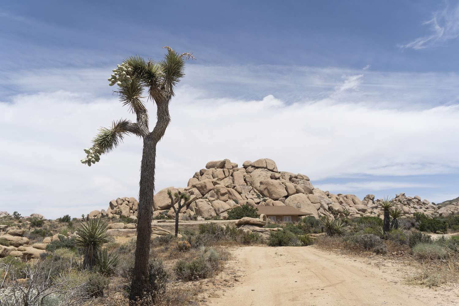 Joshua Tree 10