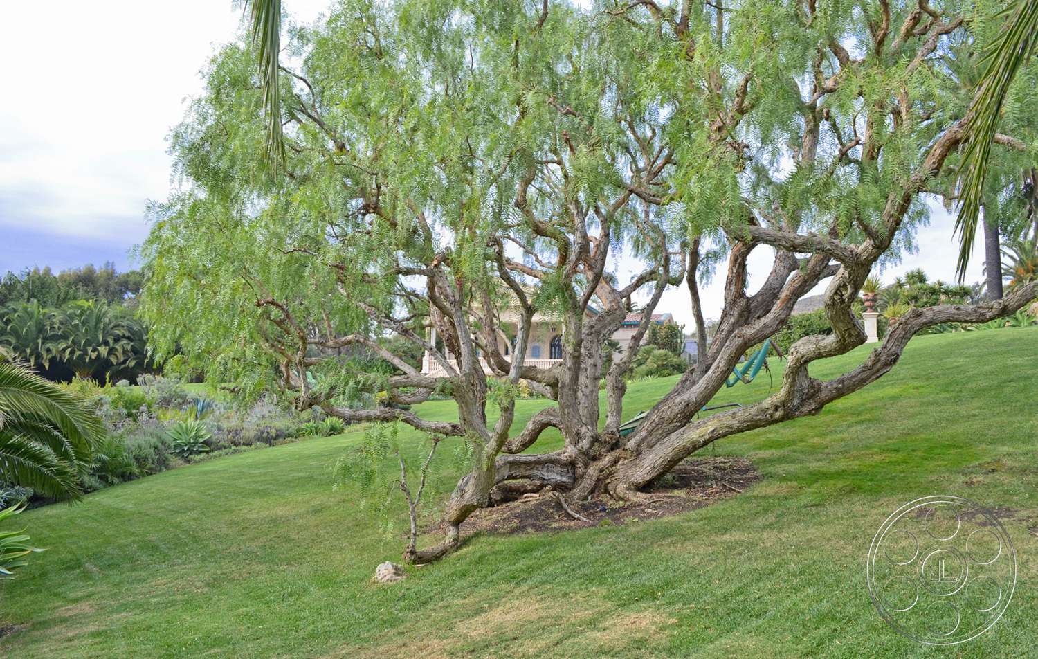 Mansion 16 - tree, tree trunk