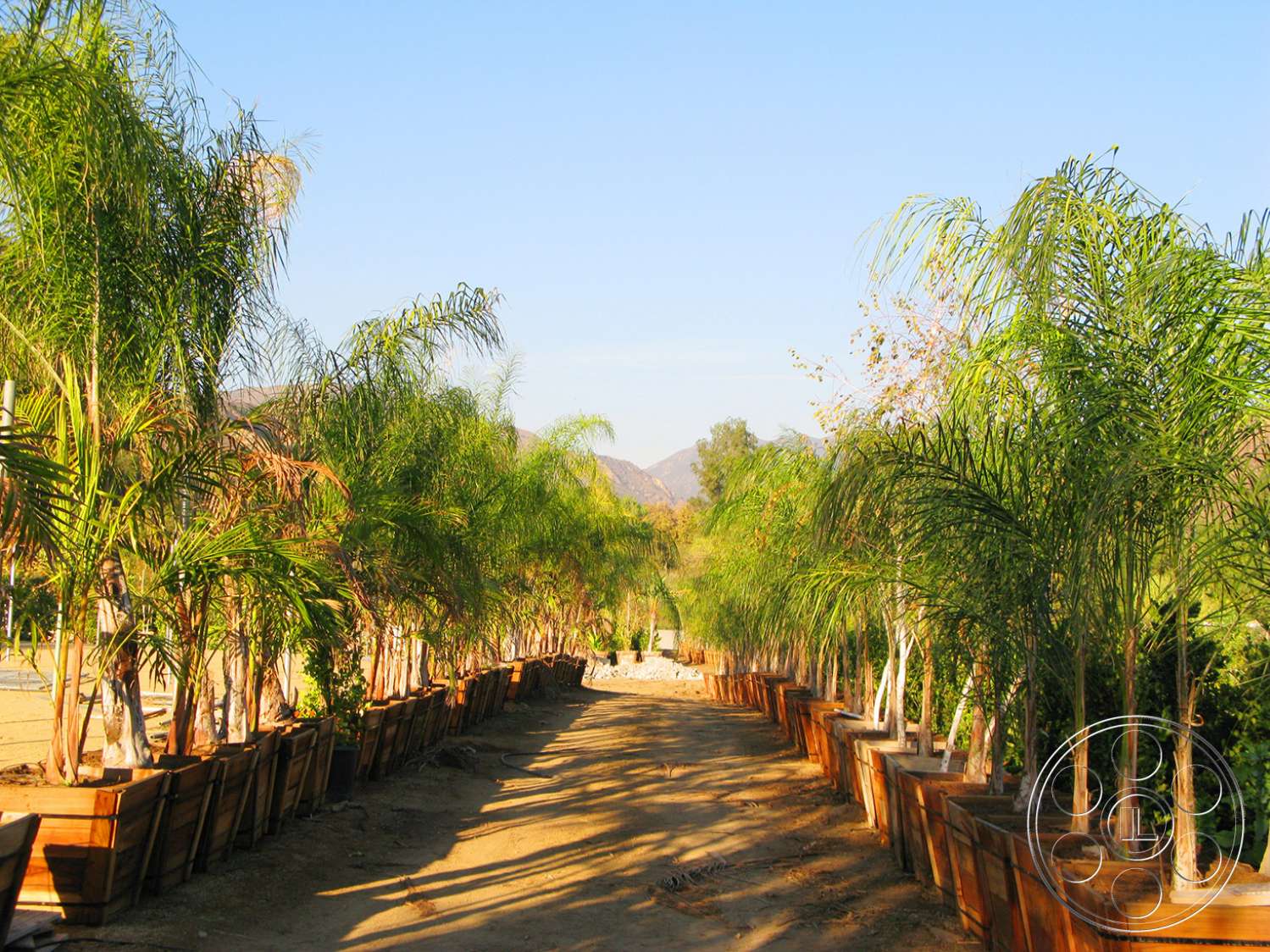 Ranch 6 - tree, arecaceae, palm tree