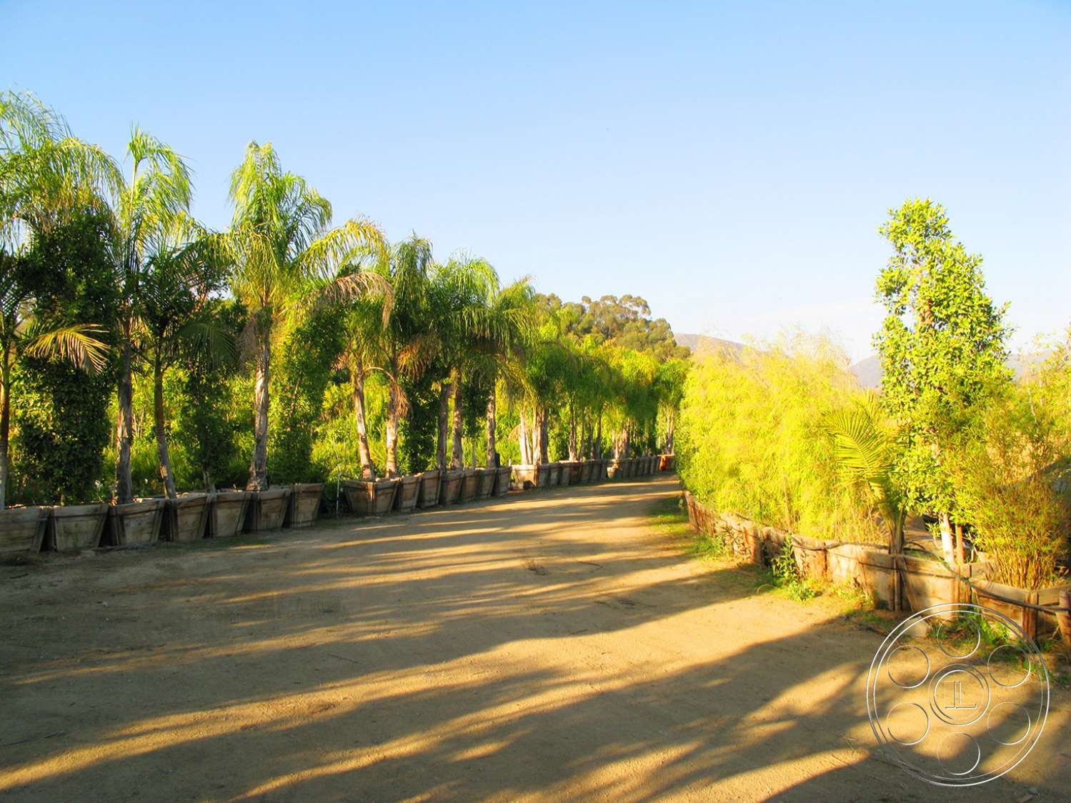 Ranch 6 - outdoors, tree, garden, arbour, arecaceae, palm tree