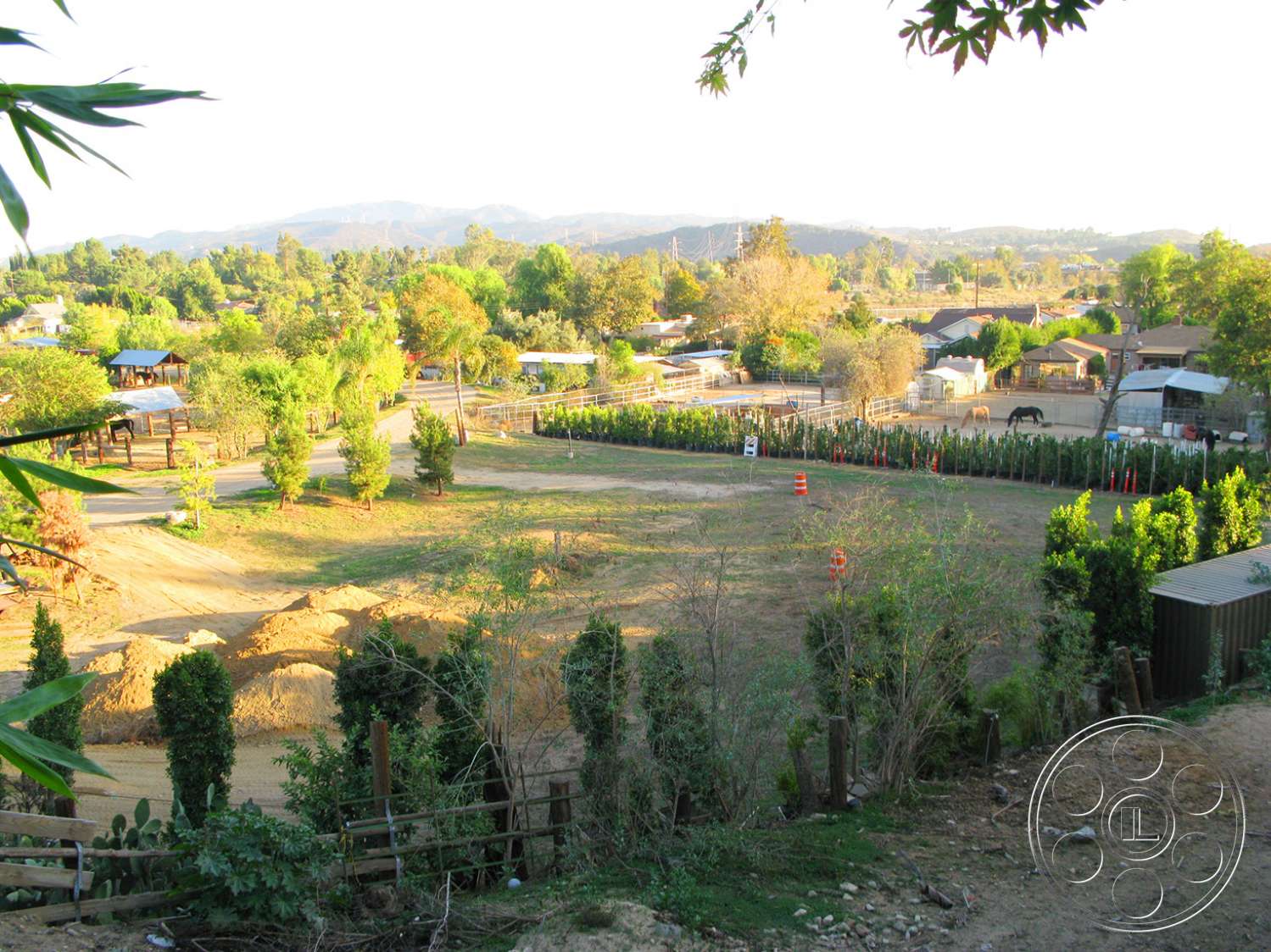 Ranch 6 - outdoors, field, tree, fir, abies, conifer