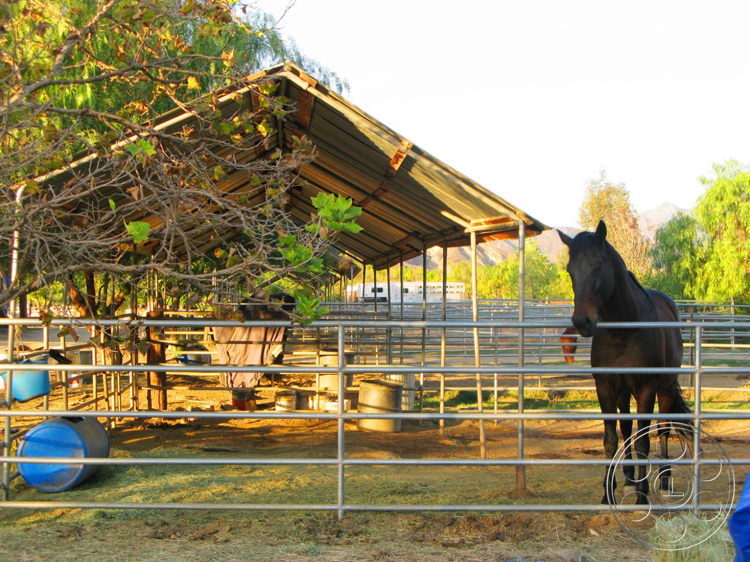 Ranch 6 - animal, mammal, horse
